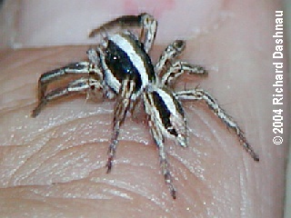 jumping spiders - Menemerus bivittatus and Plexippus paykulli