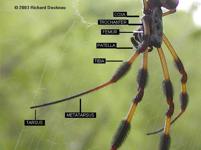 Loading of the tibia–metatarsus joint of the hunting spider