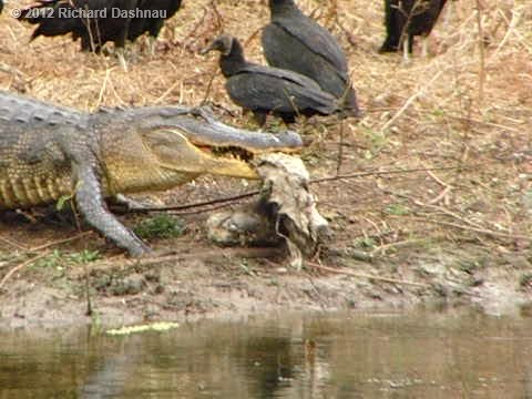 Alligator With Hog In Mouth 14